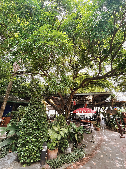 Green Tree's garden courtyard under the trees